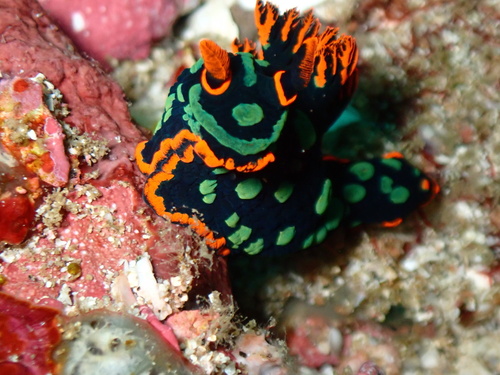 Dusky Nembrotha — seen at this dive site