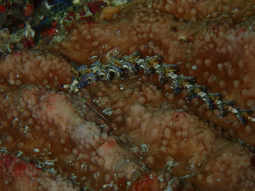 Blue Dragon — seen at this dive site