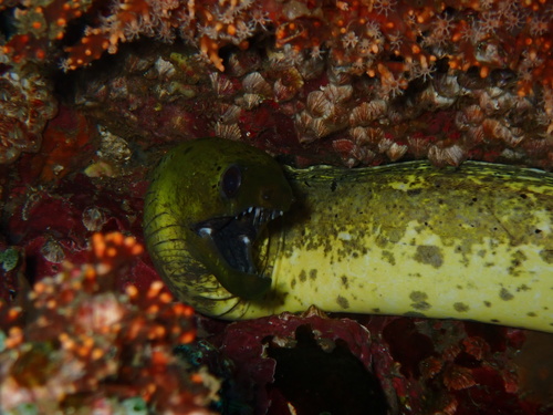 Fimbriated Moray — seen at this dive site