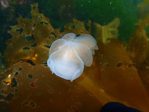 Hooded Nudibranch