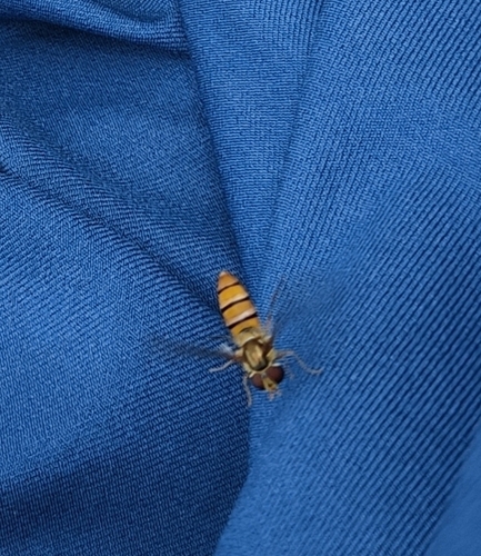Marmalade Hover Fly