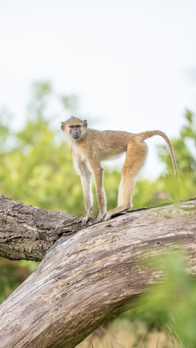 Kinda Baboon (Papio kindae) — Least Concern Mammalia
