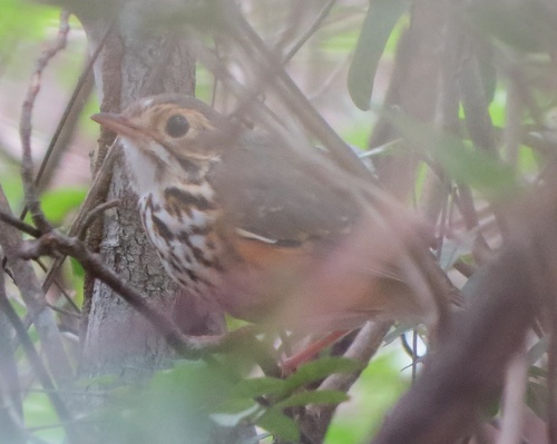 White-browed Antpitta