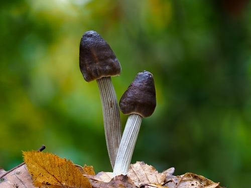Mycena polygramma (Bull.) Gray