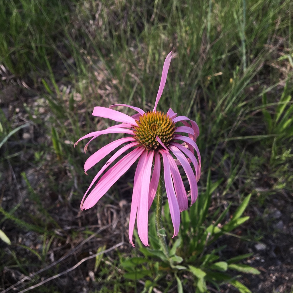 wavyleaf purple coneflower from 16601–16799 Ridge Rd, Houston, MO, US ...