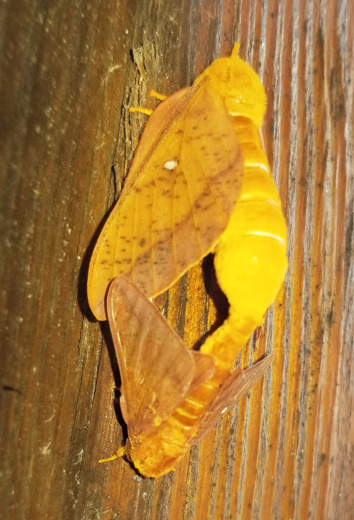 Orange-tipped Oakworm Moth from Fentress County, TN, USA on July 4 ...