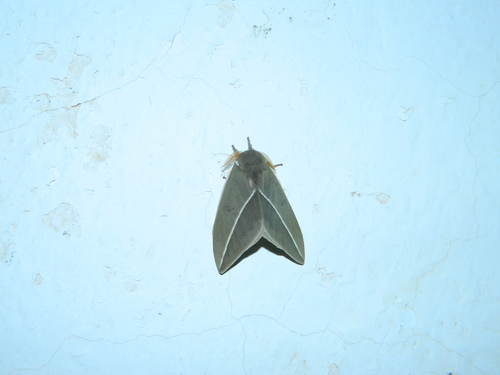 Zephyr Eyed Silkmoth