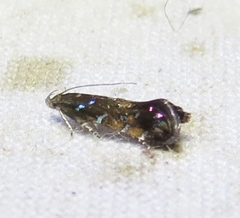 Strobisia iridipennella