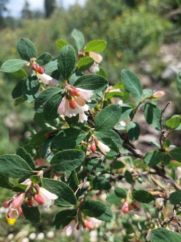 Symphoricarpos rotundifolius