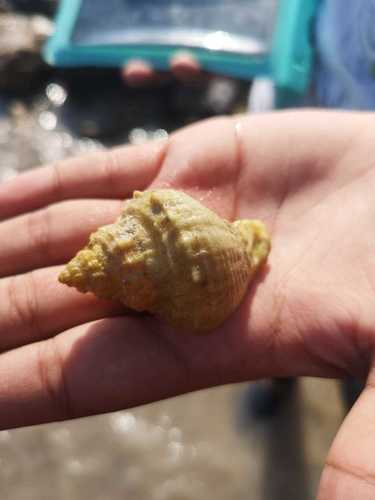 Melongena bispinosa