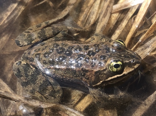 Oregon Spotted Frog