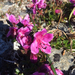 Rhododendron glandulosum - Photo (c) Judd Patterson, todos los derechos reservados, subido por Judd Patterson