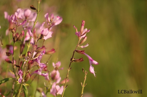 Umbombo Sagebush (Syncolostemon ramosus)