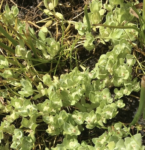 iNaturalist observation photo of round woolly-marbles