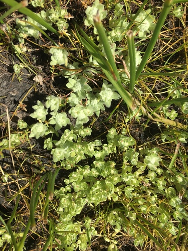 iNaturalist observation photo of dwarf woollyheads