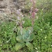 Echeveria gigantea - Photo (c) carlosmartorell69, όλα τα δικαιώματα διατηρούνται, uploaded by carlosmartorell69