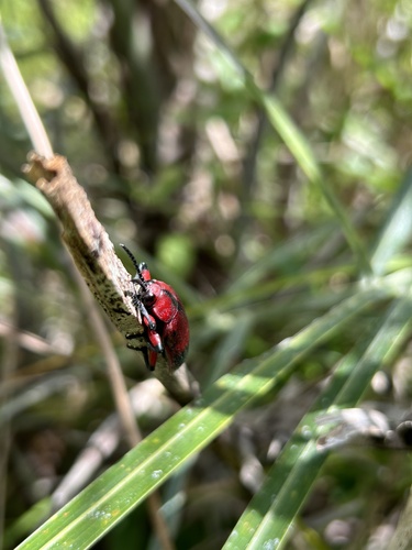 Coraliomela brunnea