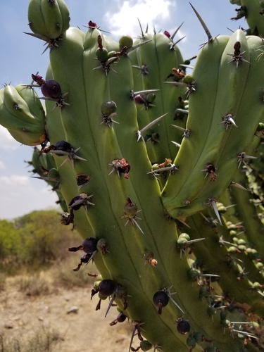 Blue Myrtle-cactus