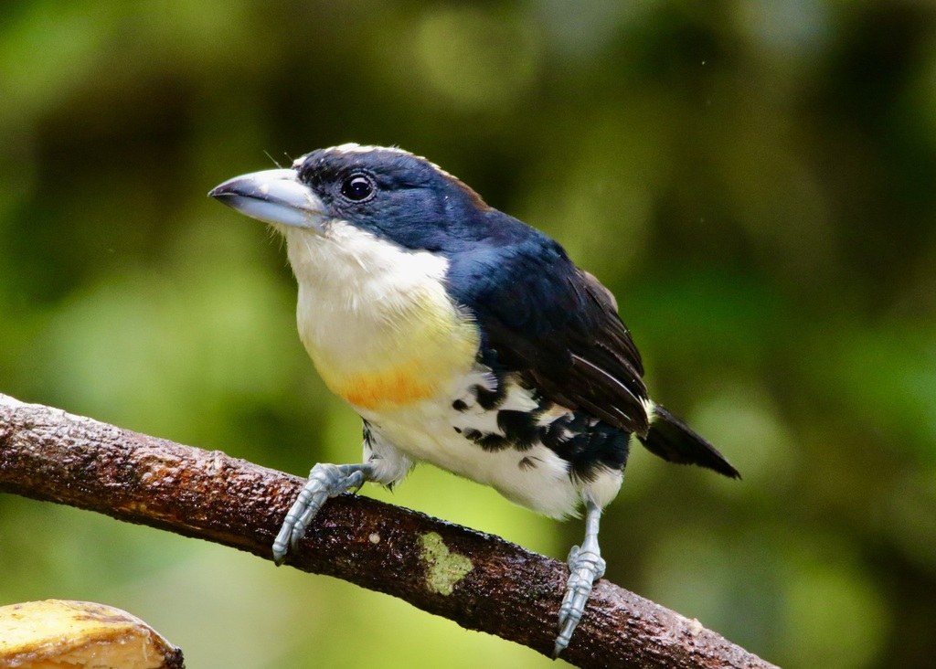 Spot-crowned Barbet photo