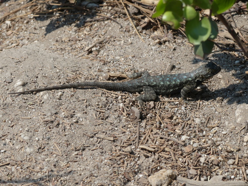 iNaturalist observation photo of Western Fence Lizard