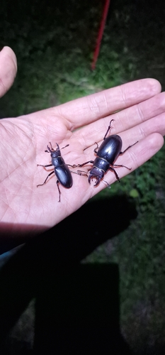 Lucanus ibericus