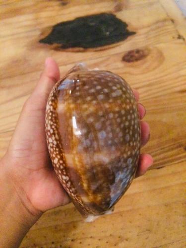 Atlantic Deer Cowrie