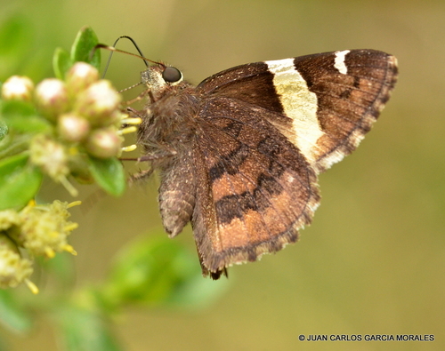 Sonoran Banded-Skipper