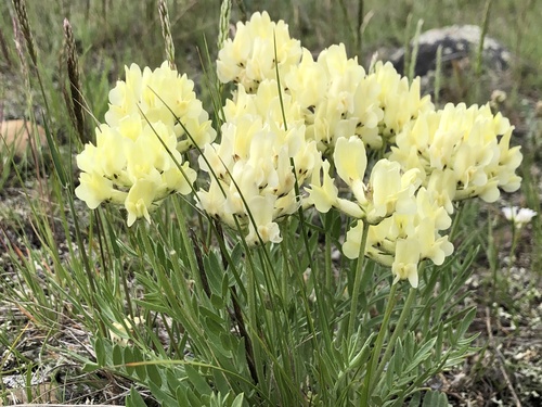 White Point-vetch