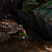Indochinese Box Turtle - Photo (c) Hanyang Ye, all rights reserved, uploaded by Hanyang Ye