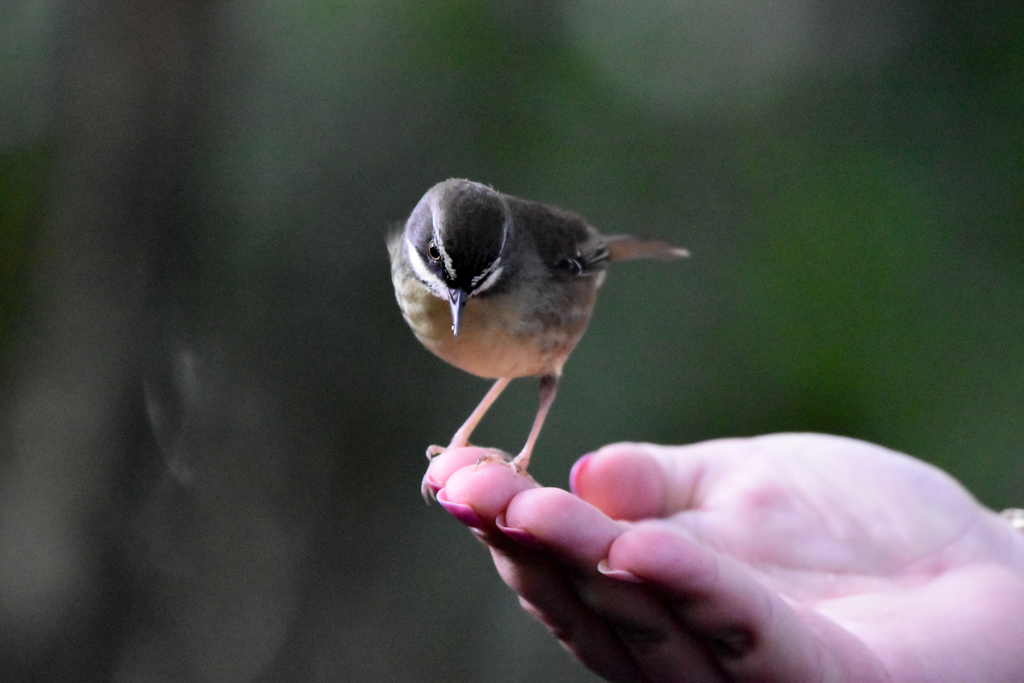 White-browed Scrubwren from O'Reilly QLD 4275, Australia on July 4 ...