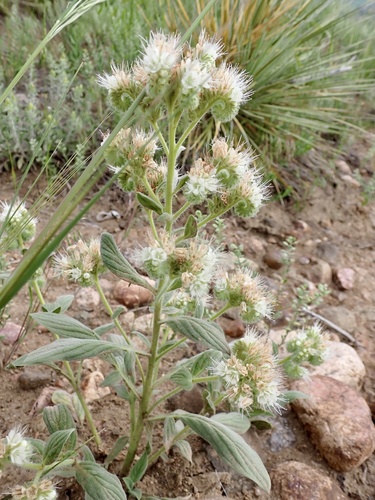 Phacelia heterophylla