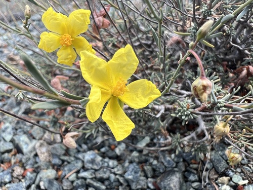 Fumana aciphylla