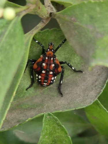 Spotted Lanternfly