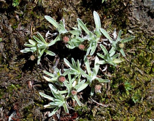 Omalotheca