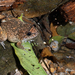 Fragile Wart Frog - Photo (c) Hanyang Ye, all rights reserved, uploaded by Hanyang Ye