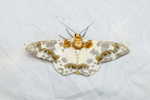 Biston panterinaria (Bremer & Grey, 1853)
