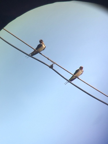 Barn Swallow