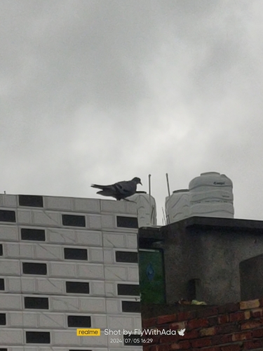 Rock Pigeon