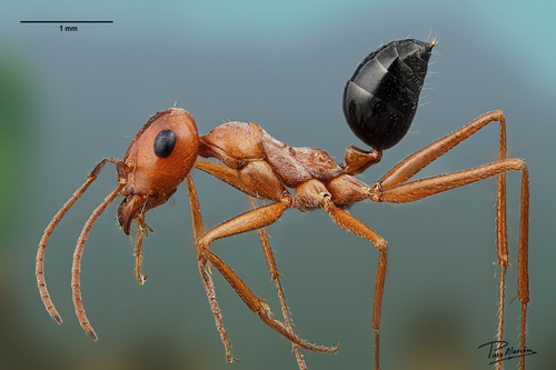 Cataglyphis rosenhaueri
