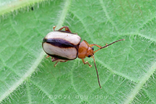 Hemipyxis variabilis · iNaturalist NZ