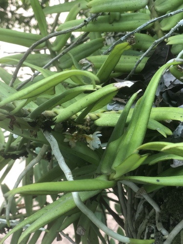 Calyptrochilum christyanum