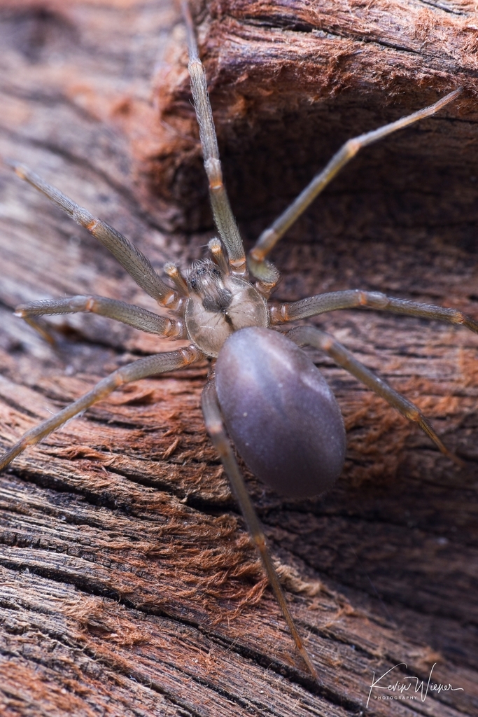 Sicariidae - Wikipedia