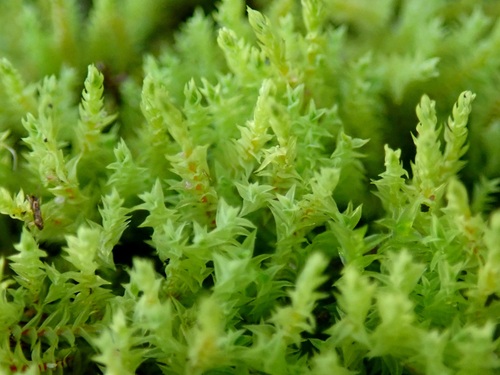 Triquetrella