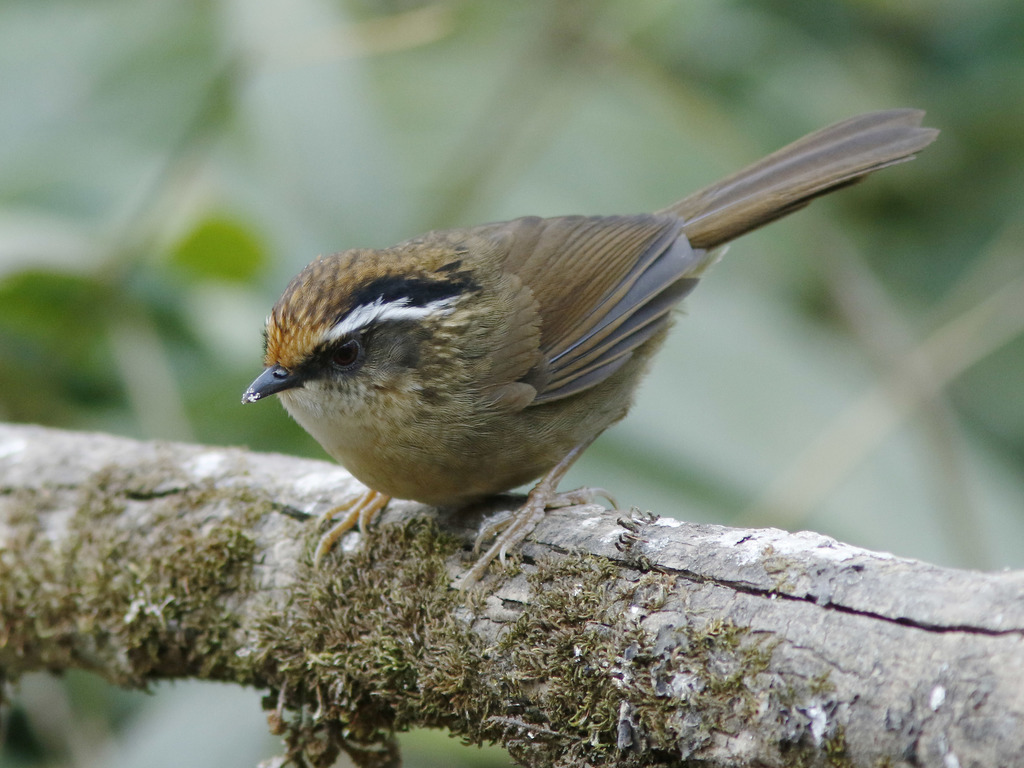 Rusty-capped Fulvetta (Schoeniparus dubius) photo