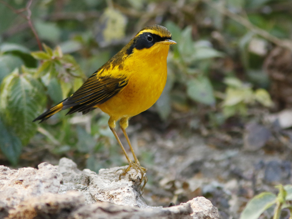 Golden Bush-Robin (Tarsiger chrysaeus) photo