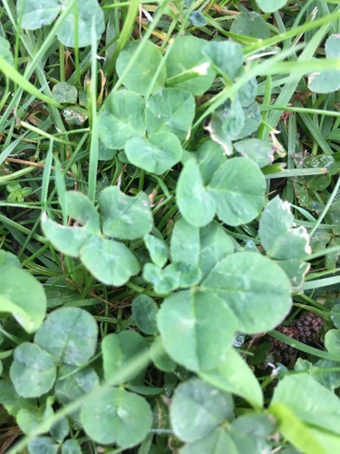 photo of White Clover (Trifolium repens)