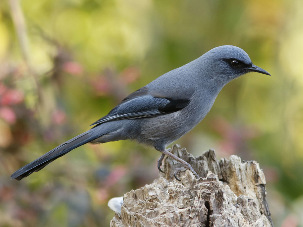 Beautiful Sibia photo