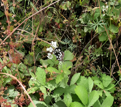 Marbled White