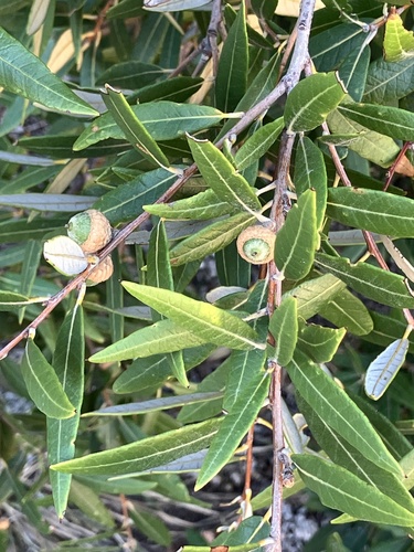 silverleaf oak