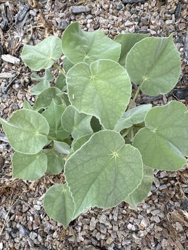 Palmer's abutilon foliage